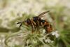 Leopoldius sp.